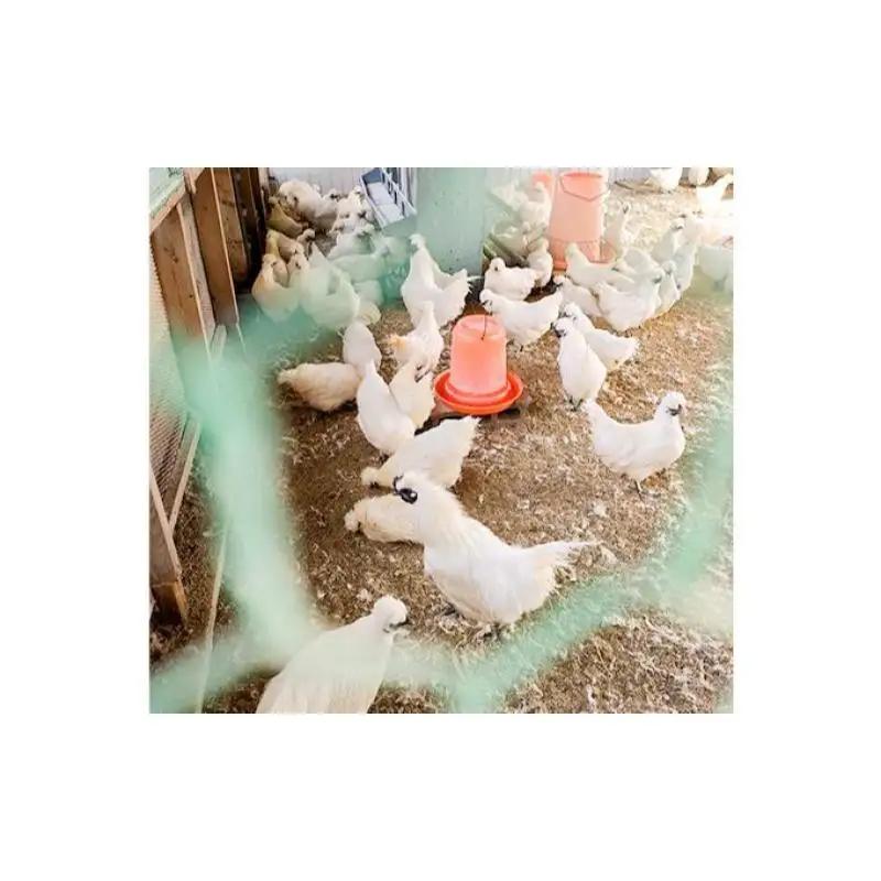 卵 烏骨鶏 10個 定期便 12ヶ月 平飼い 卵