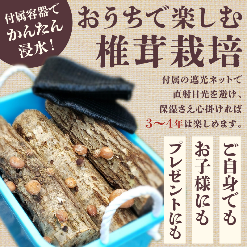 椎茸の原木栽培2夏経過品 ／ 家庭菜園 お手軽 栽培キット 自由研究 鑑賞 原木 きのこ【0051-001】_イメージ3