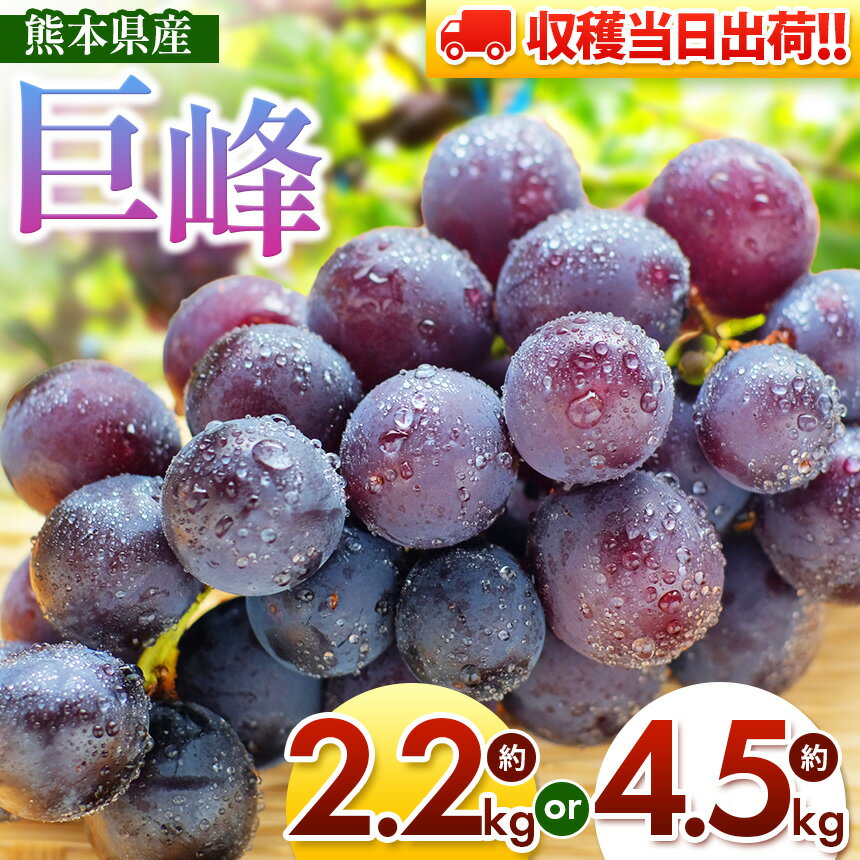 【ふるさと納税】 巨峰 先行予約 | 選べる内容量 巨峰 ぶどう 2.2kg or 4.5kg フルーツ 果物 国産 種あり 熊本県 和水町産 グレープ 葡萄 送料無料 秋の味覚 オススメ 人気 朝摘み 家庭用 産地直送
