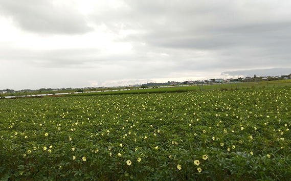 No.396 【産地直送】行田市産オクラ　大容量1500g
