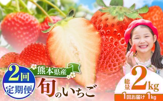 【定期便2回】 旬のいちご 約1000g｜ 果物 くだもの フルーツ いちご 苺 イチゴ 定期便 熊本県 玉名市