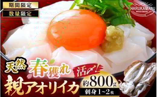 【先行予約】鮮度格別！天然 春獲れ アオリイカ 刺身 特大 1～2枚【約800g前後】活きたイカをご提供している漁師が活〆！【2025年5月上旬以降順次発送】 下処理済 アオリイカ イカ いか いかそうめん いか刺身 小分け 冷凍 真空パック 海鮮 魚介類 海鮮丼 [m36-b007]