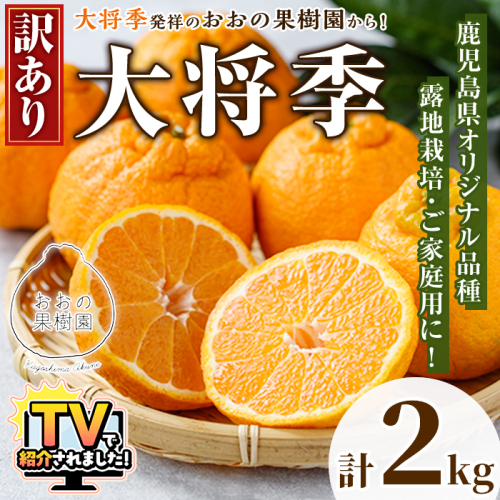＜先行予約受付中！2027年3月下旬以降順次発送予定＞ 数量限定！訳あり・ご家庭用！おおの果樹園の「大将季」(計2kg) 訳あり 訳アリ 果物 フルーツ 果実 柑橘 露地栽培 無加温 みかん 期間限定 家庭用 自宅用 【おおの果樹園】akn087-01