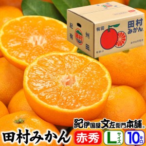 田村みかん/特選ギフト品10kg【Lサイズ】赤秀｜湯浅町田村地区産 産地直送 最高級プレミアムブランドの田村ミカン 紀伊国屋文左衛門本舗