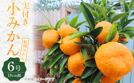 《 実付き 》 小みかん （ 紀州みかん ） 接ぎ木苗 6号鉢植え｜小みかん ギフト ガーデニング