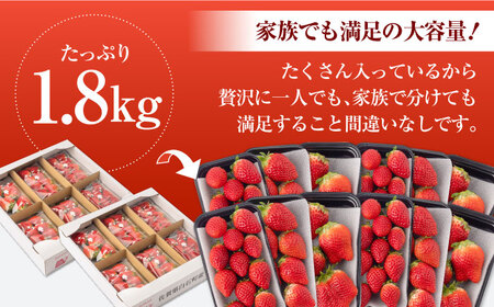 【R8年1月以降発送】いちご「いちごさん」1.8kg  / いちご イチゴ 苺 [IAA039]