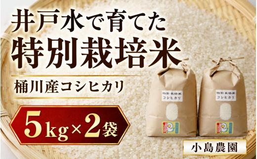 米 特別栽培米 コシヒカリ 5kg 2袋 計10kg 桶川産 | こしひかり 白米 コメ こめ kome ※ 井戸水 精米 ５キロ １０キロ 特別栽培 減農薬 減化学肥料 単一原料米 ブランド米 銘柄米 ライス ご飯 井戸 こだわり もちもち 粘り ツヤ 艶 おにぎり おむすび お弁当 紅の郷 桶川宿場米 小島農園 埼玉県 桶川市