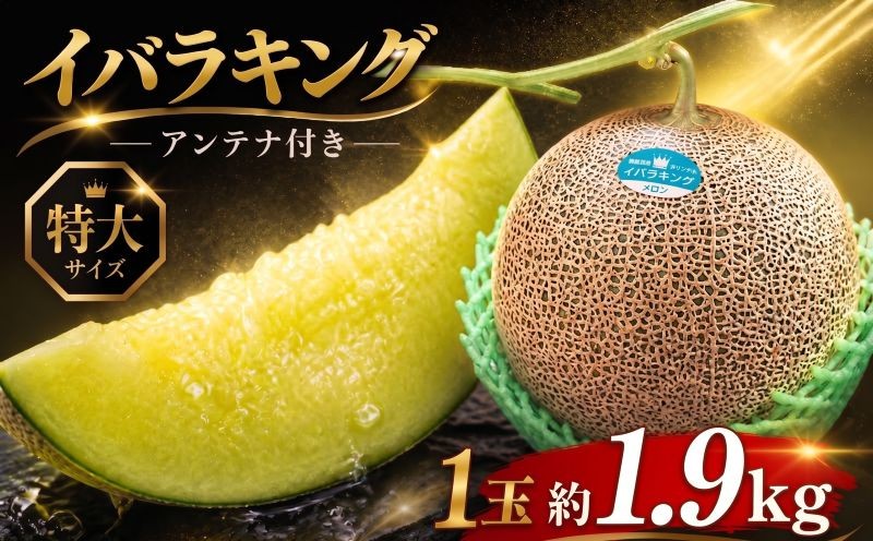 
                  イバラキングメロン（アンテナ付き・特大）1玉（約1.9kg） メロン めろん 舐瓜 茨城 果物 くだもの フルーツ 果実 国産 メロン めろん 旬 デザート 産地直送 農家直送 数量限定 期間限定 旬 舐瓜 ふるさと納税メロン 茨城県 鉾田市
                