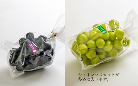 TK35-26A 【先行予約】【家庭用】 ぶどう2種セット （ナガノパープル・シャインマスカット） 約2kg ／ 2026年9月中旬～10月上旬頃 配送予定 // 長野県 南信州 種なし 葡萄 セット