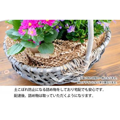 ふるさと納税 徳島市 【定期便 全3回】季節のお花　おまかせ寄せ植え【FP007】 |  | 03