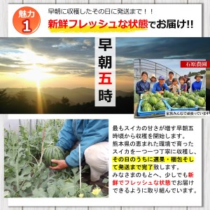 【先行予約】小玉スイカ（赤色）2玉 熊本県和水町産 【2026年（令和8年）4月中旬頃から順次出荷予定】 | 熊本県 熊本 くまもと 和水町 なごみまち なごみ すいか スイカ 西瓜 小玉 2玉 期間