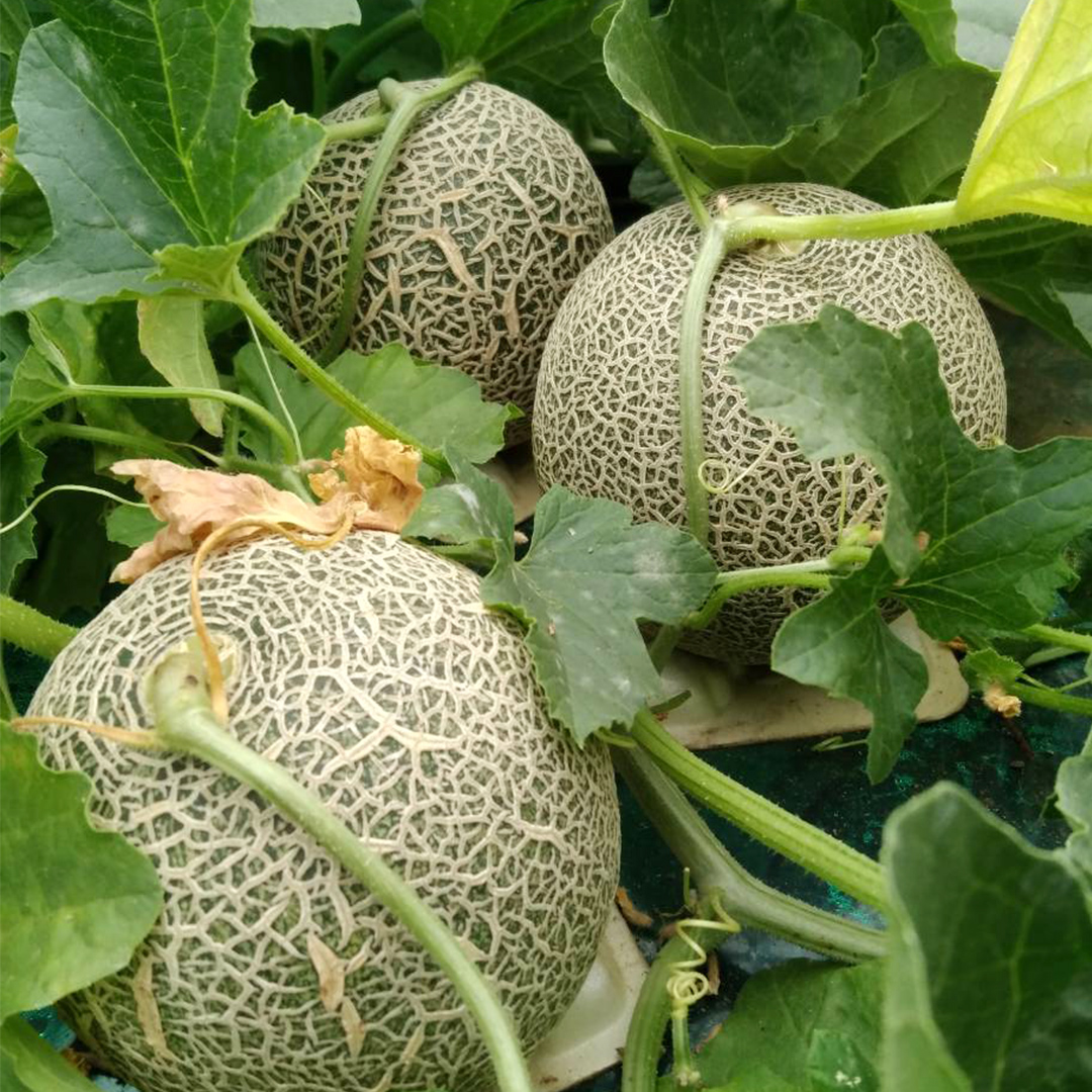 先行予約 ほのかメロン 秀品（ 赤肉 ） 2玉 【 6月上旬 以降発送】 メロン 果物 フルーツ 甘い 茨城県 茨城県産 期間限定 数量限定 産地直送 農家直送 [AV005ya]