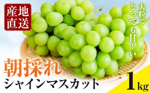 ぶどう 農園直送 朝採れシャインマスカット 1kg以上 阿部ぶどう園 《8月下旬-9月下旬頃出荷》茨城県産 結城市産 果物 ぶどう フルーツ 産地直送【配送不可地域あり】