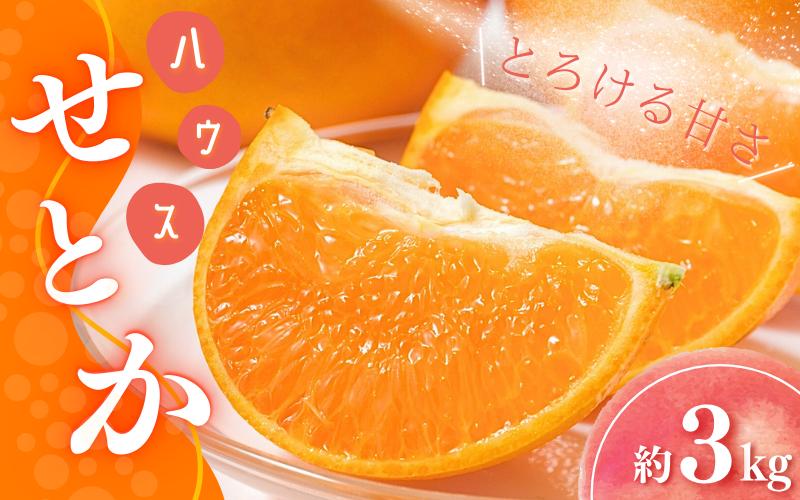 
                  【先行予約】橋本農園のハウスせとか 3kg 玉数・サイズおまかせ【2027年2月初旬から2月末までに順次発送】 / せとか ハウスせとか みかん 蜜柑 柑橘 フルーツ 果物 くだもの 先行予約
                