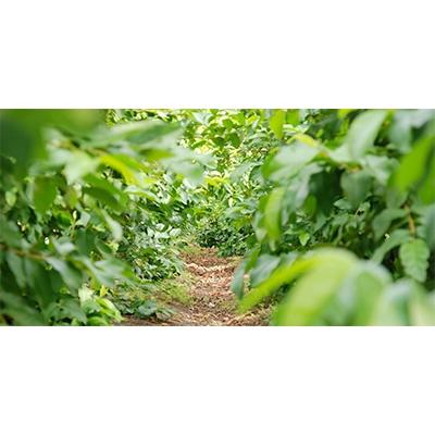 ふるさと納税 南国市 国産有機栽培グァバ葉100%使用　土佐國グァバ茶2g×30包入り |  | 03