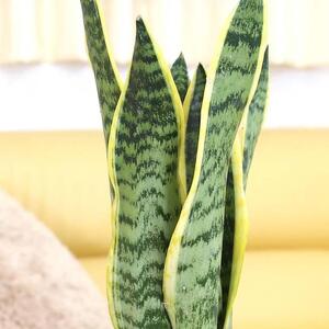 【観葉植物】サンスベリア 5号 スクエアプラスチック鉢 土の表面:ウッドチップ｜観葉植物 インテリア 部屋 おしゃれ 福岡県筑前町 送料無料