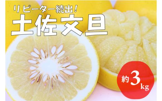 【先行予約受付中 2026年発送】森下さん家の土佐文旦(約3kg/4～7玉)　フルーツ 果物 新鮮 産直 柑橘