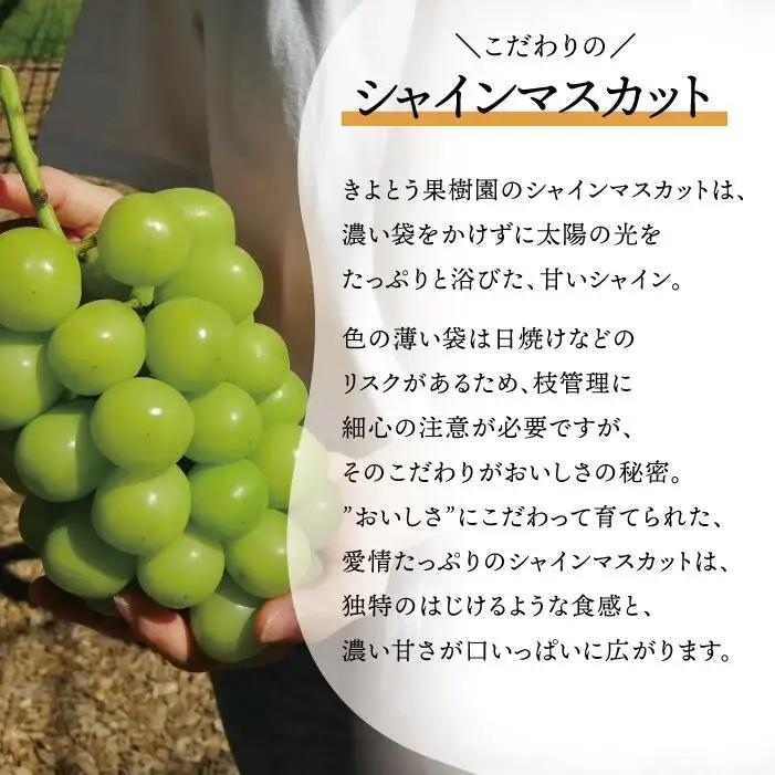シャインマスカット 岡山県産シャインマスカット&おまかせぶどう特大2房計1.3kg～ 【KF-B022-02】