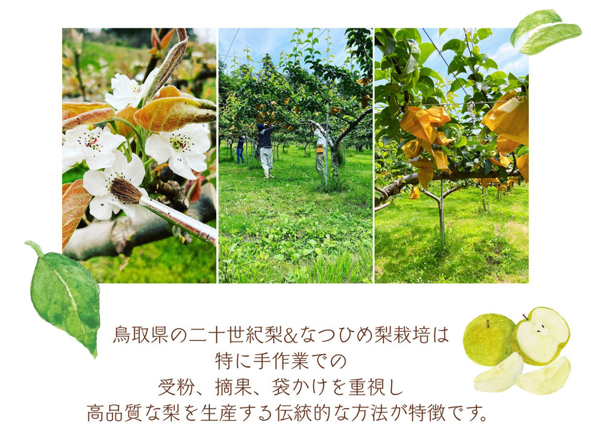 数量限定 鳥取県産 梨 訳あり ご自宅用 なつひめ 5kg