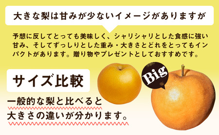 岡山県産 あたご梨  約3kg(3~5玉)【配送不可地域あり】 《11月下旬-12月末頃に出荷予定(土日祝除く)》 岡山県 矢掛町 なし 梨 果物