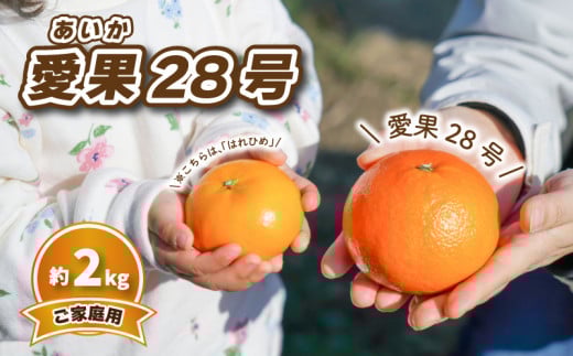 【先行予約】みかん 【2025年12月中旬発送予定】 愛果28号 (家庭用) 約2kg | 予約販売 みかん 柑橘 あいか 早期予約 蜜柑 みかん 愛媛県 松山市