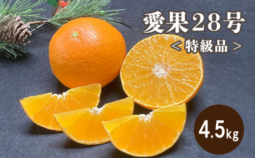 【2026年12月より発送】特級品 愛果28号 (紅まどんな と同品種) 4.5kg  | 紅まどんな と同品種 みかん 柑橘 愛果28号 みかん あいか 果物 フルーツ 松山市 愛媛県 田村農園