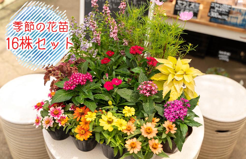 
                  お花 季節の 花苗 16株 セット 寄せ植え 花 プレゼント ギフト 静岡 沼津 母の日 父の日
                