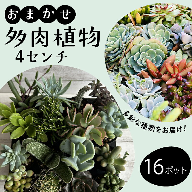 【ふるさと納税】 多肉 4センチ ポット おまかせ 16個 セット 多肉 植物 季節 たにくしょくぶつ ショクブツ タニク 多種類 グリーン インテリア 自然 DIY 乙女心 群月花 月兎耳 アロマティカス ルビーネックレス 斑入りベビーサンローズ 観葉植物 渡辺花園 神奈川 湘南 藤沢
