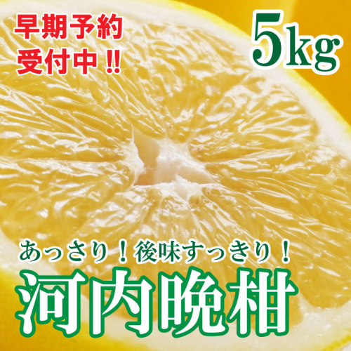 フルーツアイランド・マルエム青果の河内晩柑 5kg (なくなり次第終了)