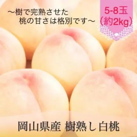 岡山県産 樹熟し白桃 5-8玉(約2kg)【配送不可地域：離島】【1735328】