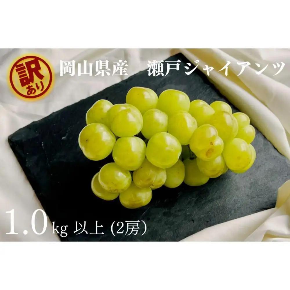家庭用 瀬戸ジャイアンツ 2房 合計1.0kg以上 産地直送 朝採れ ぶどう 葡萄 岡山 Kawahara Green Farm 2026年 | ぶどう