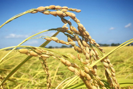 【白米】令和7年産 (栽培期間中)農薬化学肥料不使用・天日干し自然乾燥のお米 5kg