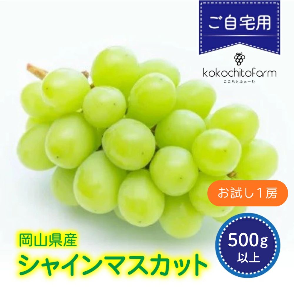 【ふるさと納税】 ぶどう シャインマスカット お試し1房 500g以上 【2026年 先行予約】 種なし ご家庭用 ぶどう ブドウ 送料無料 数量限定 期間限定 産地直送 人気 果物 フルーツ くだもの 岡山 葡萄 ギフト 2026年発送 朝採れ シャインマスカット