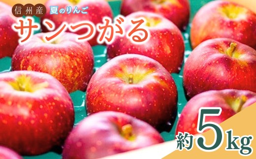 夏のりんご サンつがる 約5kg | 信州りんご 長野りんご リンゴ 林檎 千曲市 長野県産 信州