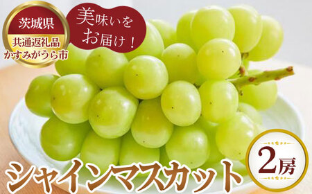 【先行予約】シャインマスカット　700g×2房　かすみがうら市産【茨城県共通返礼品 かすみがうら市】 No.805
