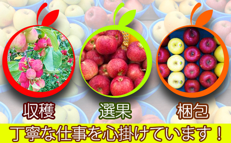 岩手県産 訳あり りんご 5kg 品種 おまかせ 4ヶ月 定期便 ／ ふじ シナノゴールド シナノスイート サンフジ はるか ジョナゴールド 王林 北斗 千秋 陽光 世界一 など オマカセ 旬 林檎 