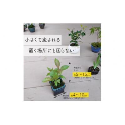 ふるさと納税 佐川町 【お任せ3種】ミニ観葉植物 |  | 01