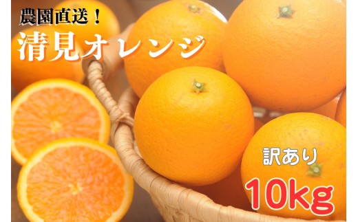 清見オレンジ【訳あり】10kg 和歌山県海南市の清見オレンジ  和歌山 海南市  果物 みかん 柑橘 人気 甘い おいしい フルーツ