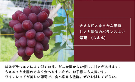 【きよとうファーム】特選品 紫苑 3～5房/計2.4kg~ (岡山県産) / ぶどう ブドウ 葡萄 先行予約 フルーツ 果物 真庭市 フルーツ王国 きよとう果樹園【KF-B046-02】