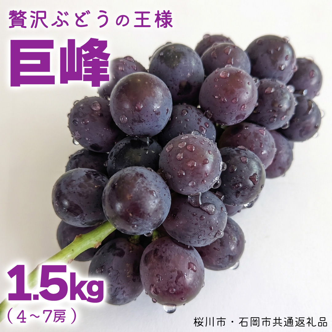 《 2026年 収穫分 》 種あり 巨峰 1.5kg 4～7房 (桜川市・石岡市共通返礼品) 先行予約 石田ぶどう園 国産 茨城県 桜川市 ぶどう ブドウ 葡萄 果物 くだもの フルーツ 旬 人気 産直 採れたて 新鮮 産地直送 秋 贈答 ギフト プレゼント [FB001sa]