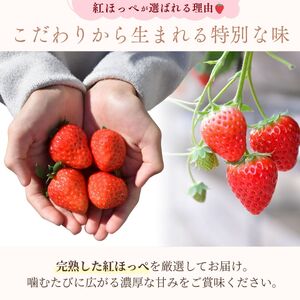 【1月発送】甘熟いちご 紅ほっぺ 1箱 (27粒) | いちご 苺  フルーツ 果物 茨城県 龍ケ崎市