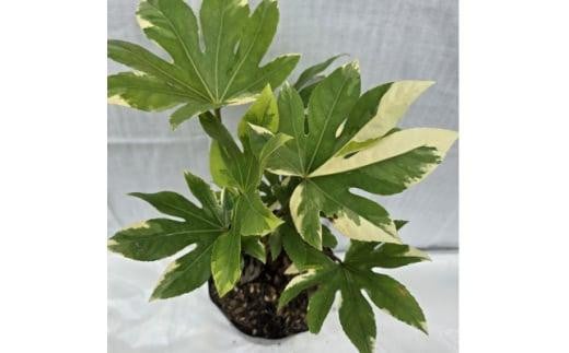 日陰で育つ綺麗な白斑の葉 斑入りヤツデ