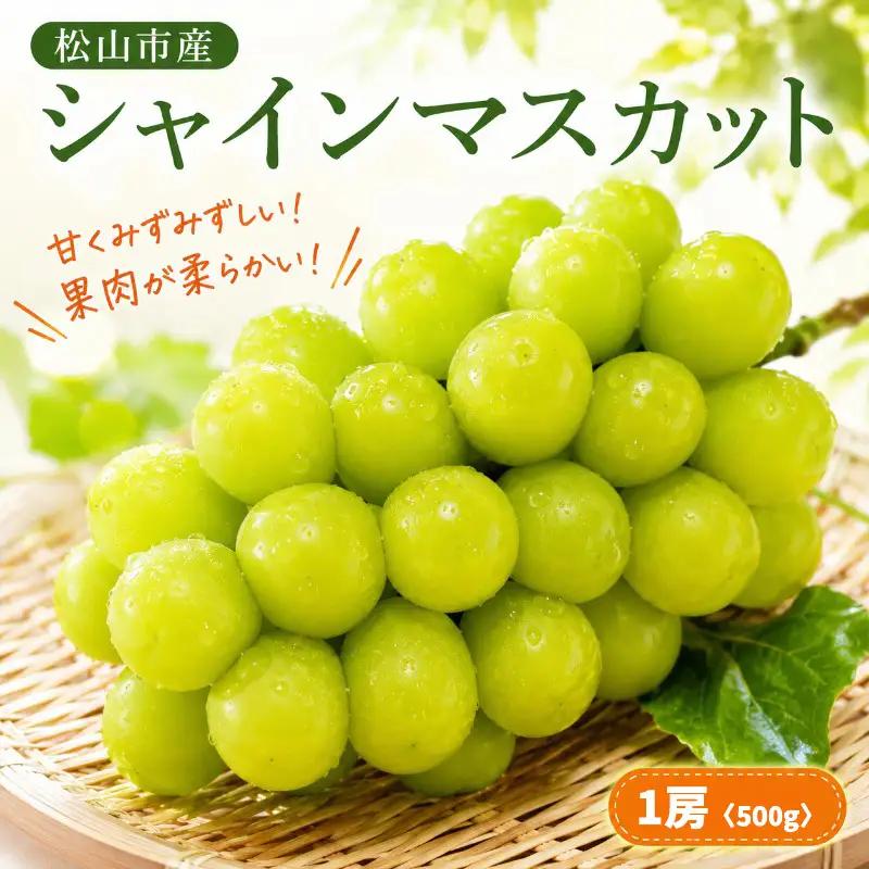 【2026年8月上旬頃から順次発送】  シャインマスカット 1房   ｜松山市産シャインマスカット種なし ますかっと ぶどう  大粒 果物 おすすめ フルーツ 酸味  松山 愛媛 【TRC001】 