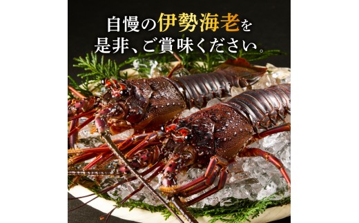 ［日付指定できる！］文恵丸水産の熊野灘産活伊勢海老　御浜コース 1～3尾 約500g前後【魚介 伊勢えび 伊勢海老 海老 えび 活き 伊勢エビ イセエビ のし 熨斗 のし対応可 ギフト 三重県 御浜町】