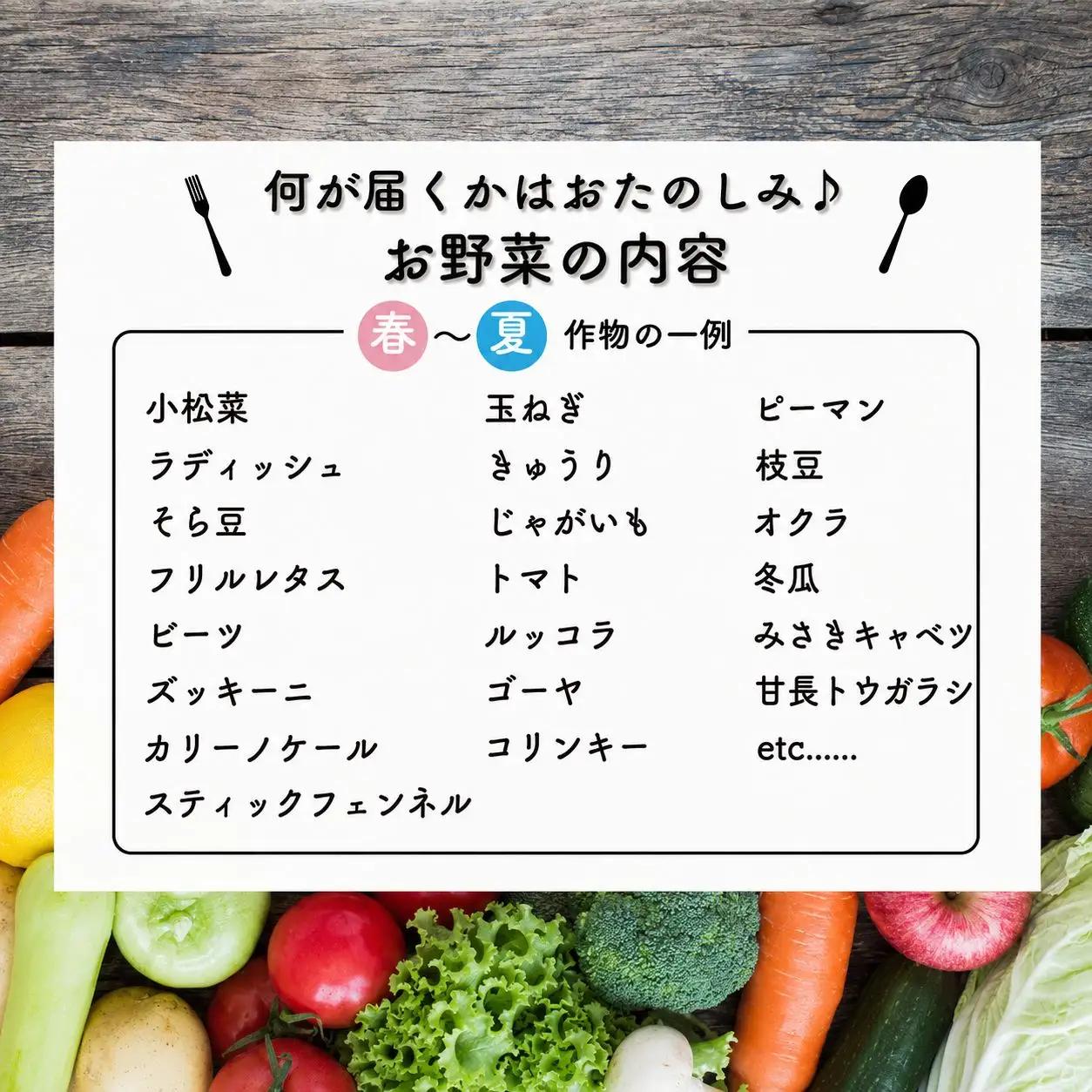 【野菜セット】 旬のお野菜 5～6品目 野菜