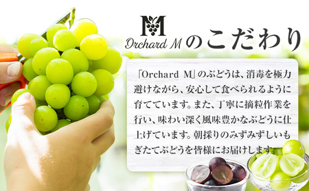 〈プラスワン企画実施中〉 シャインマスカット 2房 ＋ お試しぶどう 1房 計 1.4kg Orchard M《8月中旬-10月上旬頃出荷》熊本県 長洲町 果物 フルーツ スイーツ デザート