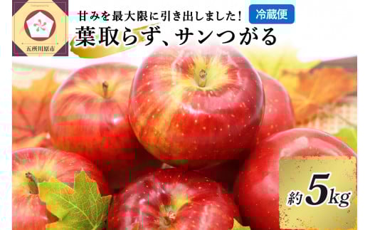 9月 りんご 5kg 葉とらず サンつがる 青森 【2025年 リンゴ 林檎 果物 】