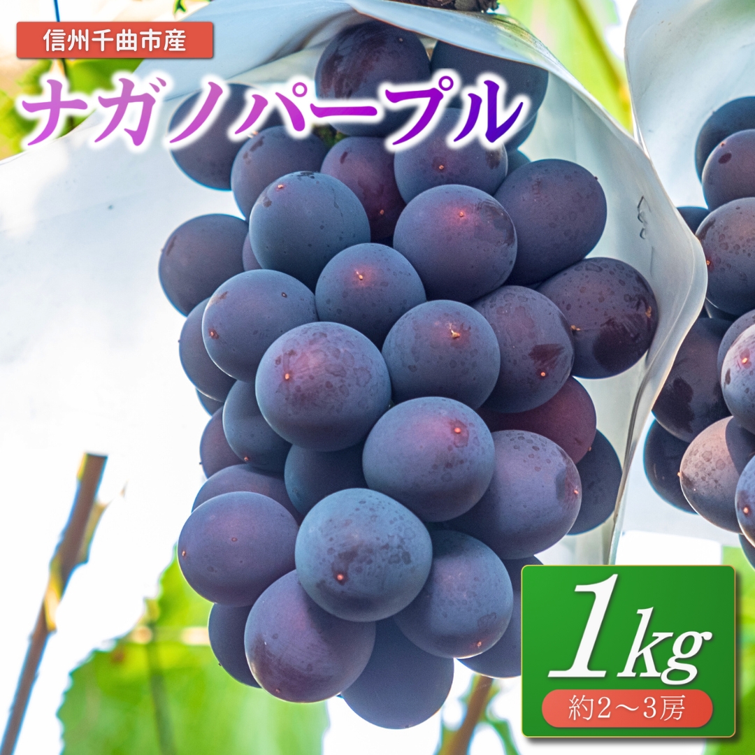【2026年先行予約】ぶどう ナガノパープル 1kg(2~3房)｜ 葡萄 黒ぶどう フルーツ 果物 千曲市 長野県産 信州
