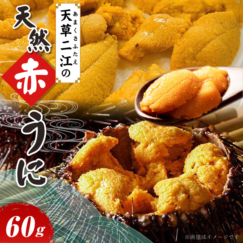 S157-004_天草二江の天然赤うに 60g
