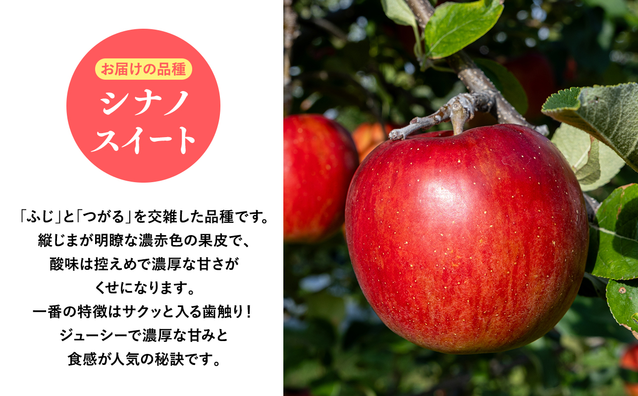 2026年産１０月・１１月発送　贈答用シナノスイート10kg【青森県 平川市 そと川りんご園】１０月～１１月発送 贈答 青森 青森県産 平川 りんご リンゴ 林檎 くだもの 果物 フルーツ 